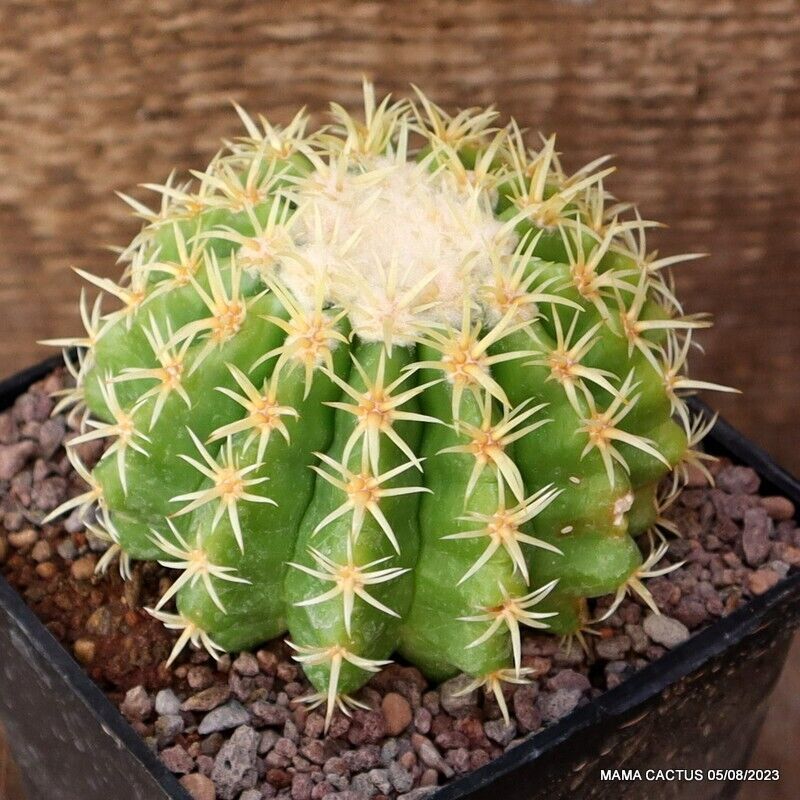 Echinocactus Grusonii Brevispinus Mama Cactus 4827