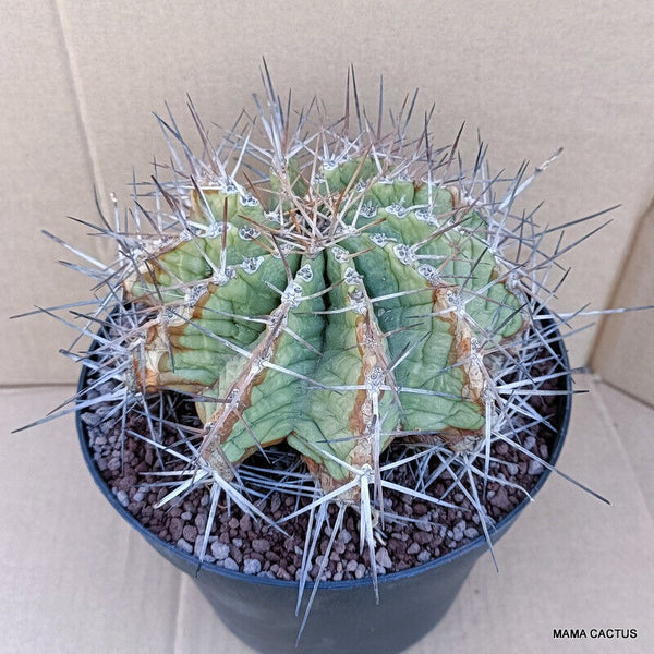 FEROCACTUS VICTORIENSIS