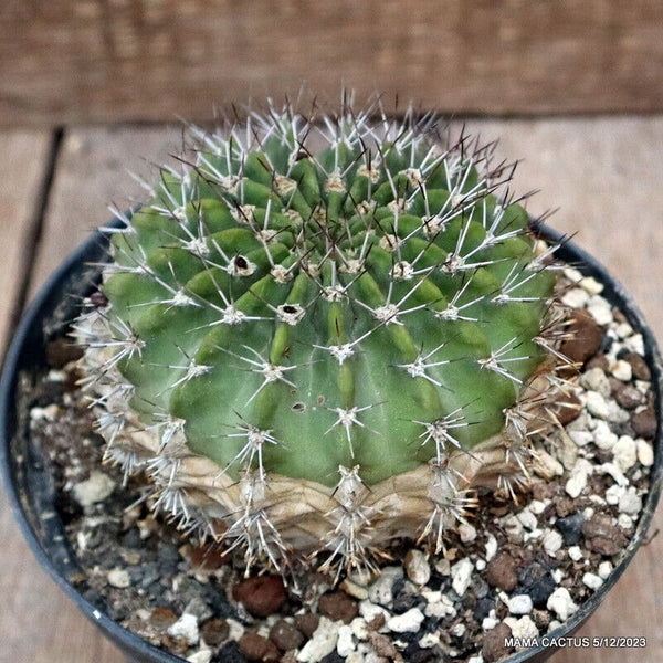 ACANTHOCALYCIUM SPINIFLORUM