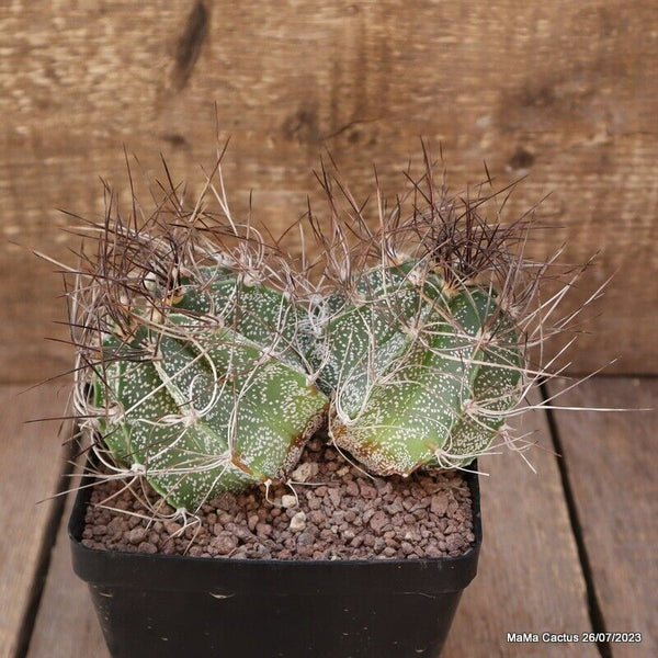 ASTROPHYTUM CAPRICORNE