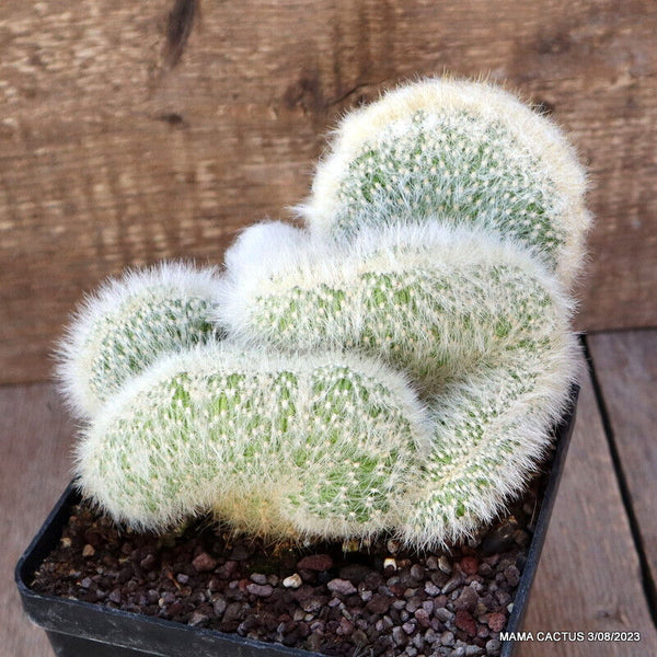 CLEISTOCACTUS STRAUSII CRESTED