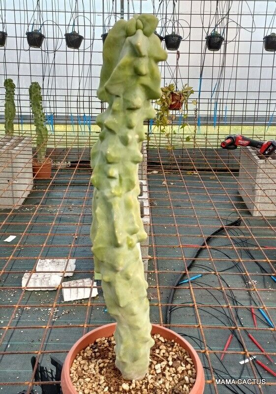 LOPHOCEREUS SCHOTTII MAJOR