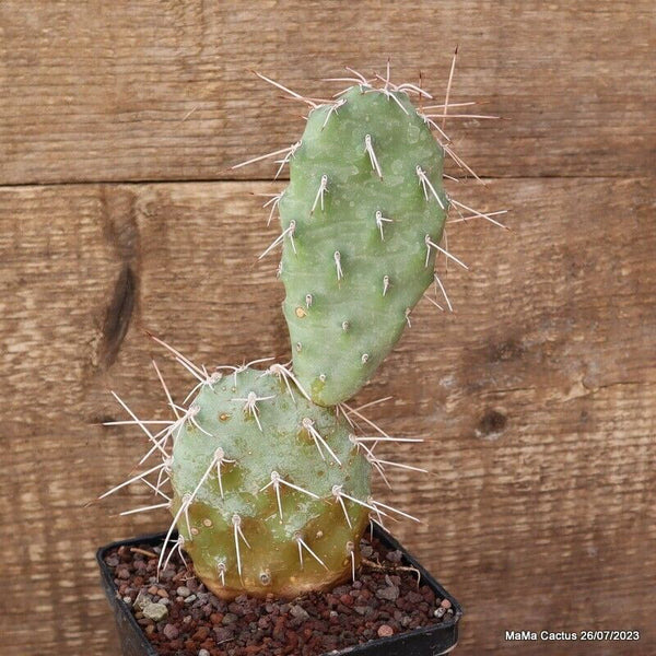 A6704 OPUNTIA SULPHUREA pot10-H19-W8 cm MaMa Cactus