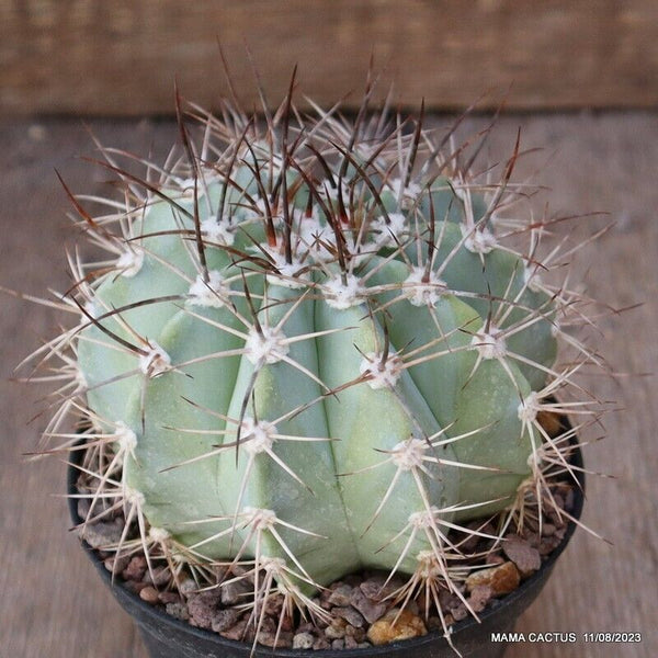 MELOCACTUS AZUREUS