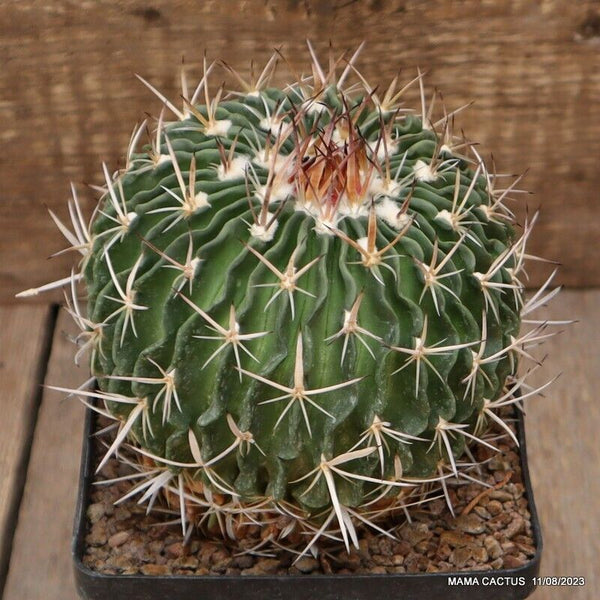 ECHINOFOSSULOCACTUS LAMELLOSUS