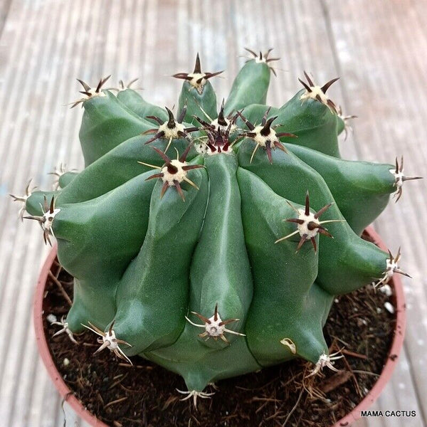 FEROCACTUS HORRIDUS MONSTER KIKKO