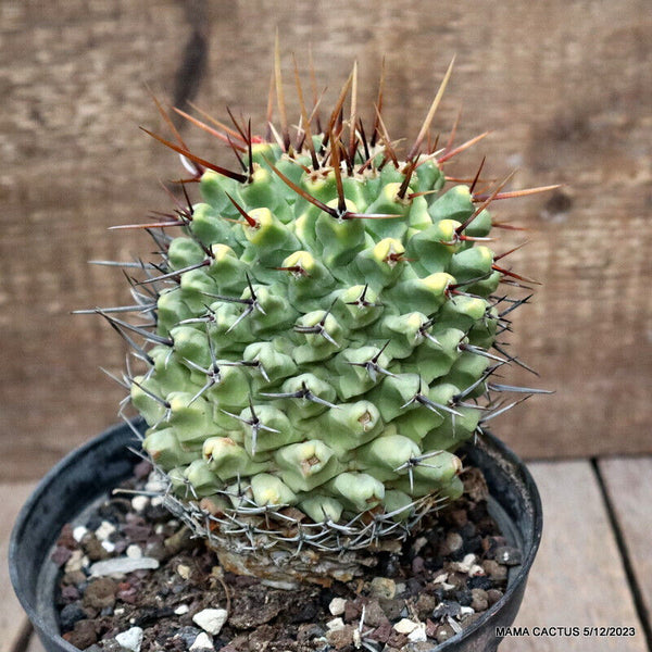 D2823 THELOCACTUS FLAVUS VARIEGATED pot14-H14-W10 cm MaMa Cactus