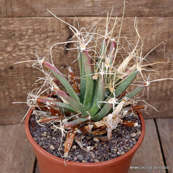 LEUCHTENBERGIA PRINCIPIS