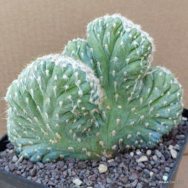 PILOSOCEREUS AZUREUS CRESTED