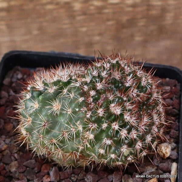 NOTOCACTUS ROSEOLUTEUS MONSTER