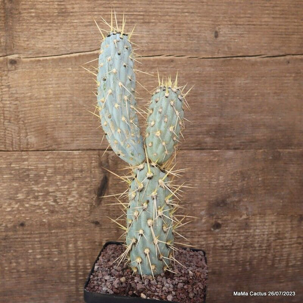 A9080 OPUNTIA MIQUELII pot12-H28-W9 cm MaMa Cactus