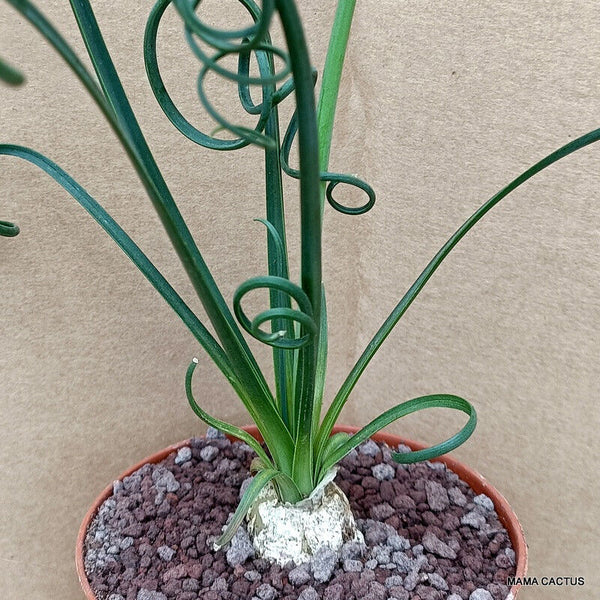 ALBUCA SPIRALIS