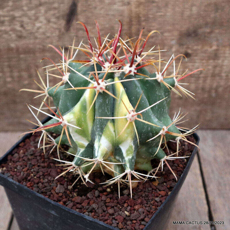 Ferocactus chrysacanthus variegated on sale