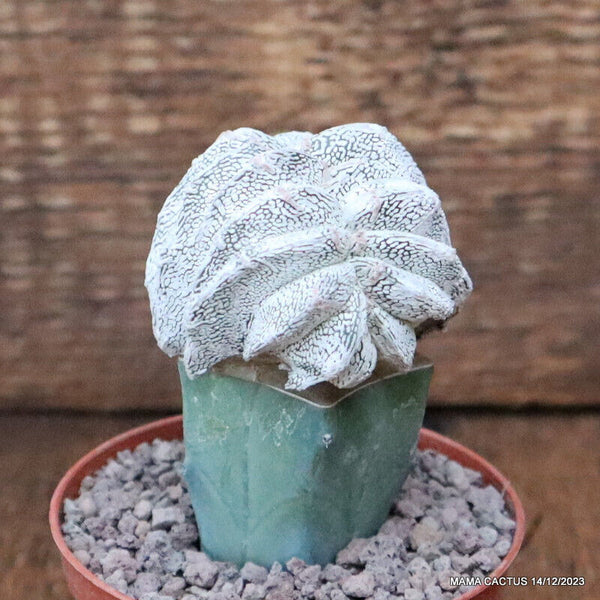 ASTROPHYTUM MYRIOSTIGMA ONZUKA CRESTED GRAFTED