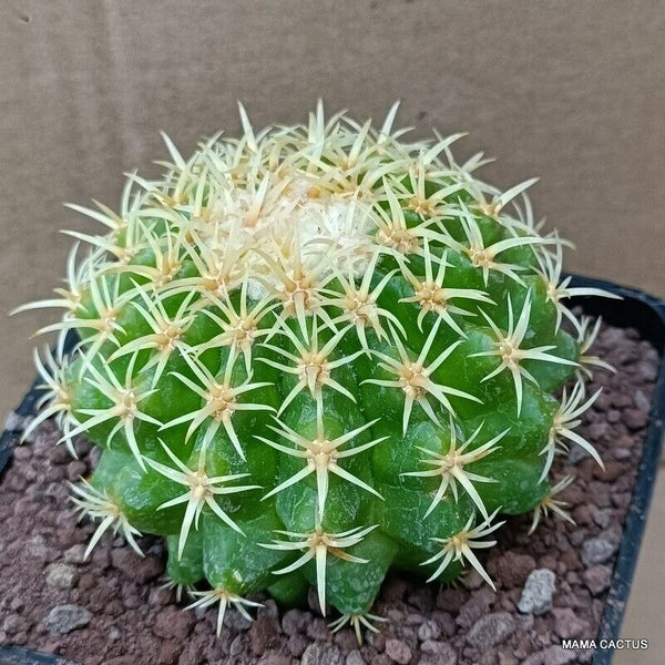 ECHINOCACTUS GRUSONII BREVISPINUS