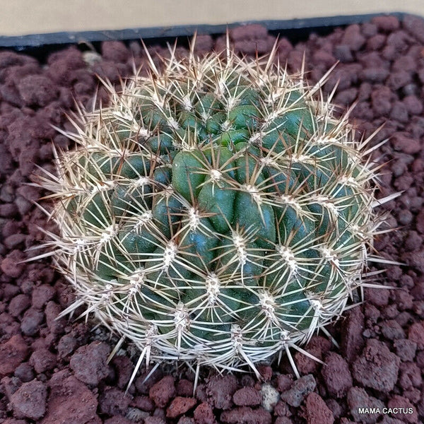 SULCOREBUTIA PURPUREA