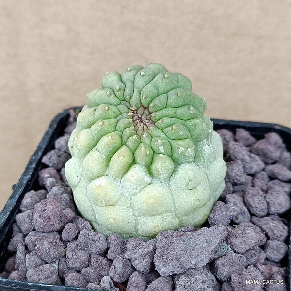 D761 TRICHOCAULON CACTIFORME pot 5 cm H 3,5 cm W 3 cm MaMa Cactus