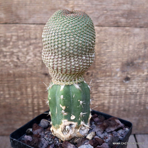 A7578 LOBIVIA FAMATIMENSIS GRAFTED pot12-H18-W7 cm MaMa Cactus