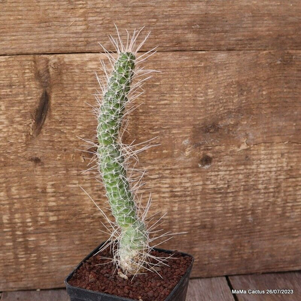 A6689 TEPHROCACTUS WEBERII pot8 H20-W3 cm MaMa Cactus