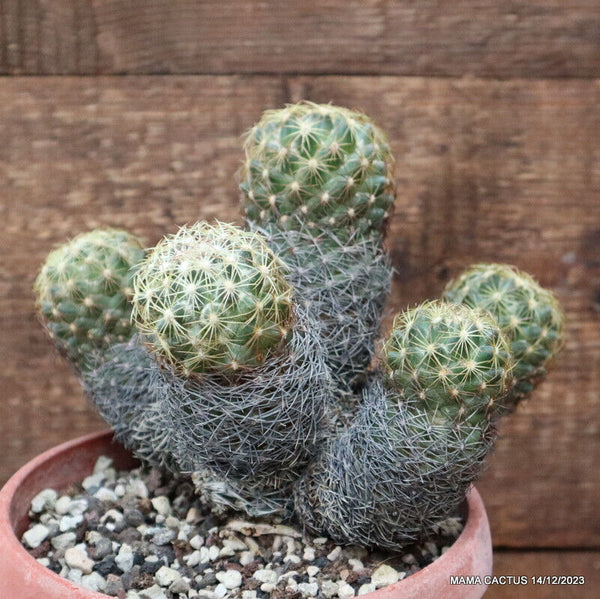 CORYPHANTHA RADIANS VAR. PECTINATA VERY OLD