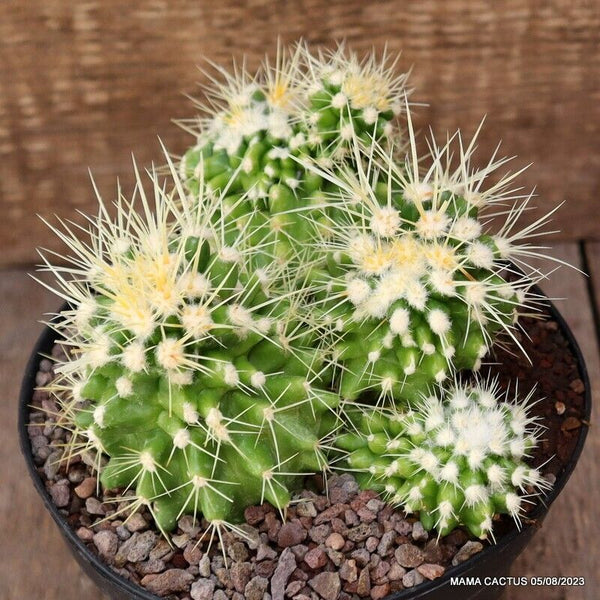 ECHINOCACTUS GRUSONII MONSTER VARIEGATED