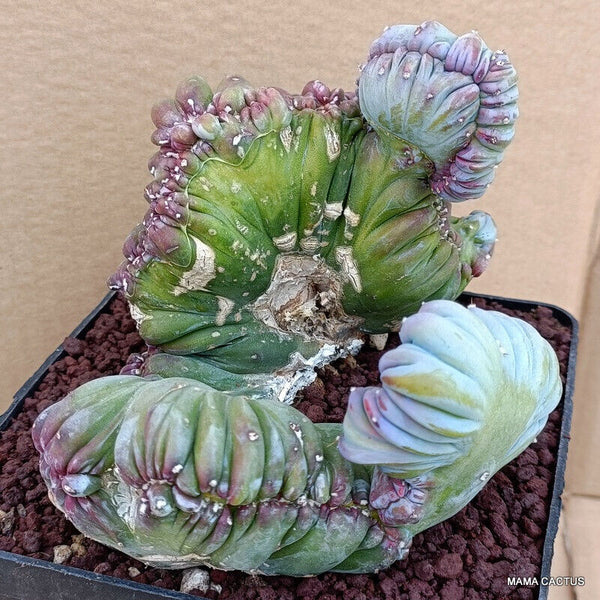 MYRTILLOCACTUS GEOMETRIZANS STRICTUS