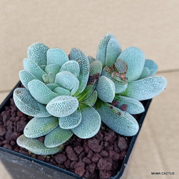 CRASSULA TECTA