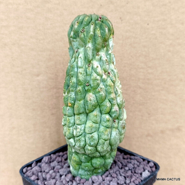 D768 TRICHOCAULON CACTIFORME pot 7 cm H 12 cm W 4,5 cm MaMa Cactus