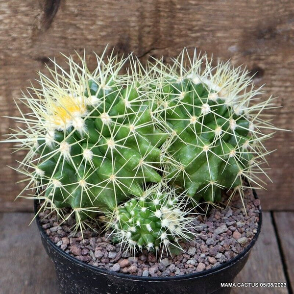 ECHINOCACTUS GRUSONII MONSTER