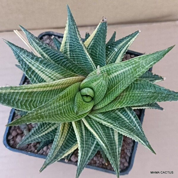 A6548 HAWORTHIA LIMIFOLIA VARIEGATED pot10-H11-W13 cm MaMa Cactus