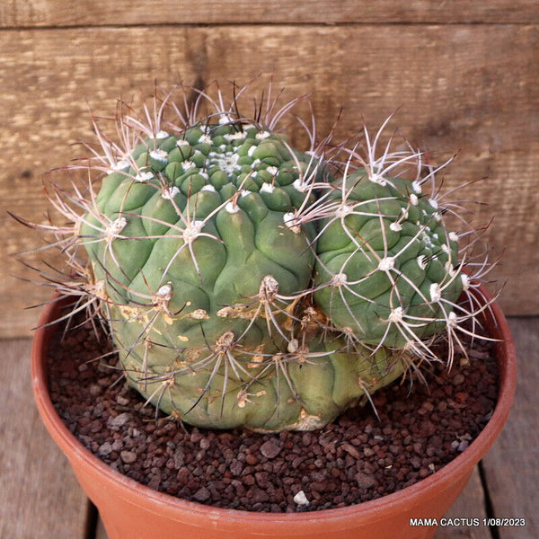 GYMNOCALYCIUM SAGLIONIS MONSTER