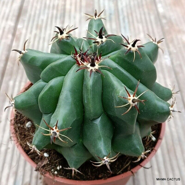 FEROCACTUS HORRIDUS MONSTER KIKKO