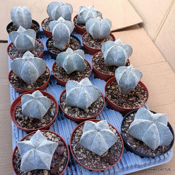 15 X ASTROPHYTUM MYRIOSTIGMA ONZUKA