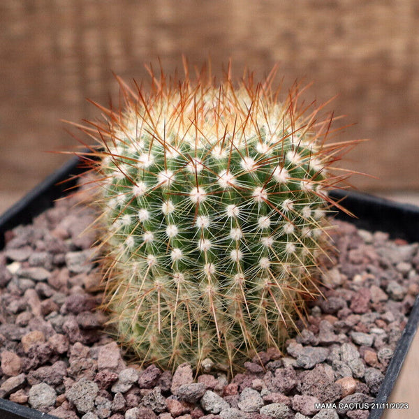 NOTOCACTUS ROSEOLUTEUS