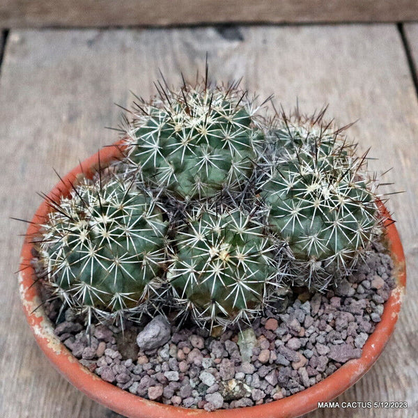 GYMNOCALYCIUM HORRIDUS