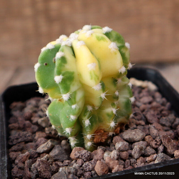 A3862 ECHINOPSIS SUBDENUDATA VARIEGATED pot7-H5,5-W3,5 cm MaMa Cactus