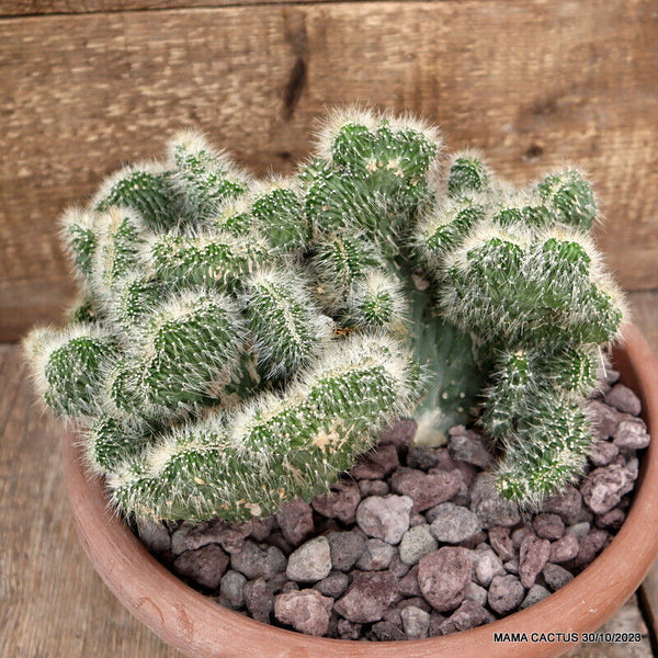 D2613 NEOBUXBAUMIA EUPHORBIOIDES pot25-H21-W29 cm MaMa Cactus