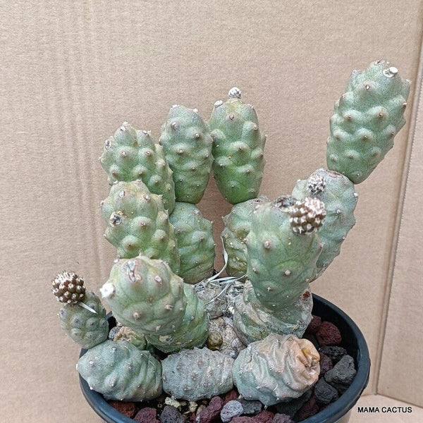 D1636 TEPHROCACTUS ARTICULATUS INERMIS pot 16 cm H 18 cm W 20 cm MaMa Cactus