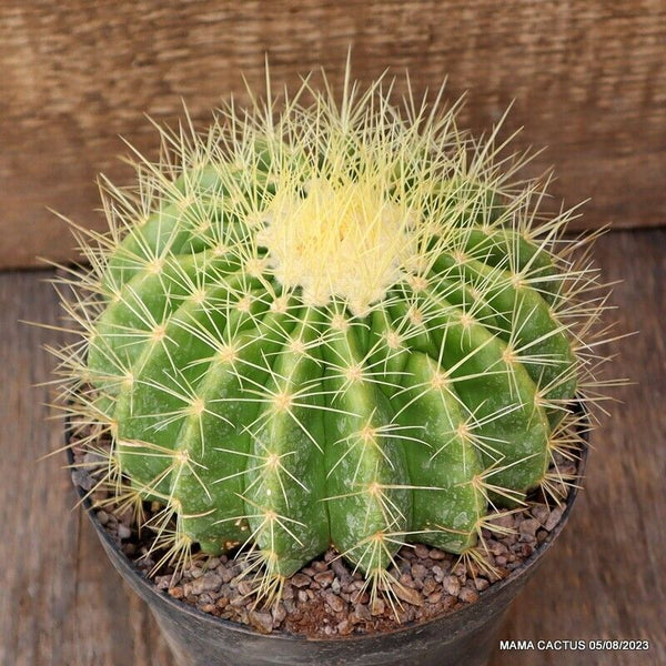 ECHINOCACTUS GRUSONII SETISPINUS