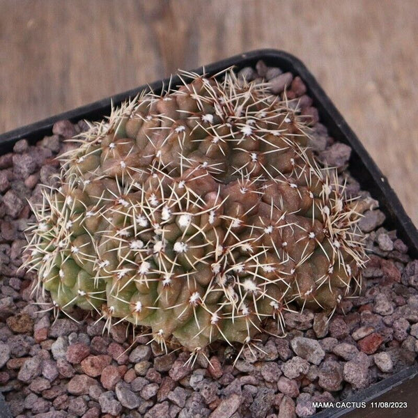 GYMNOCALYCIUM BALDIANUM MULTIHEADS