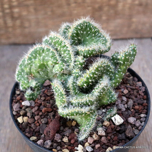 A4046 OPUNTIA SUBULATA CRESTED pot12-H8,5-W10,5 cm MaMa Cactus