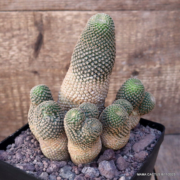 D2649 LOBIVIA FAMATIMENSIS pot14-H17-W15 cm MaMa Cactus