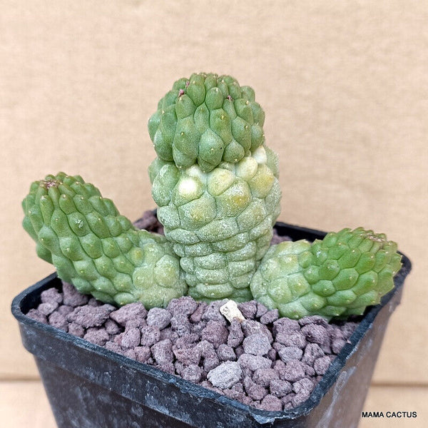 D772 TRICHOCAULON CACTIFORME MONSTER pot 7 cm H 6 cm W 8,5 cm MaMa Cactus