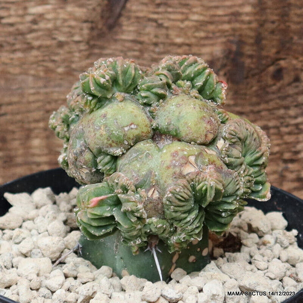 ASTROPHYTUM MYRIOSTIGMA MONSTER CRESTED GRAFTED