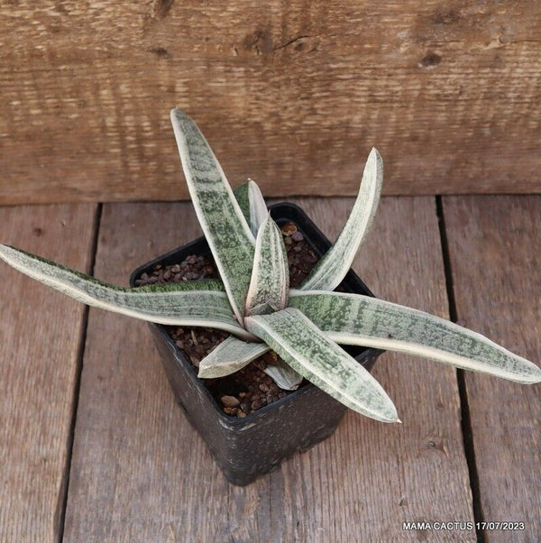 D1764 GASTERIA VERRUCOSA VARIEGATED WHITE pot12-H10-W28 cm MaMa Cactus