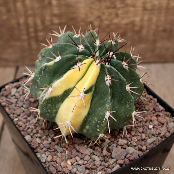 MELOCACTUS CURVISPINUS VARIEGATED