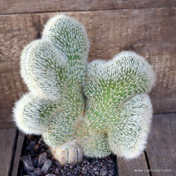 CLEISTOCACTUS STRAUSII CRESTED GRAFTED