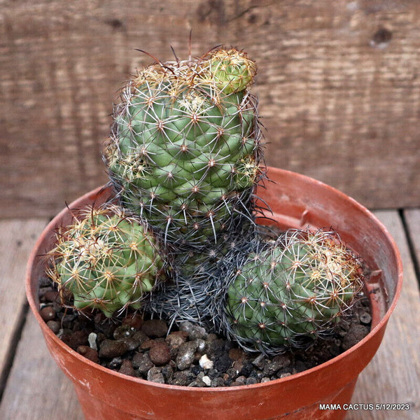 D2832 CORYPHANTHA CORNIFERA pot15-H13-W12 cm MaMa Cactus