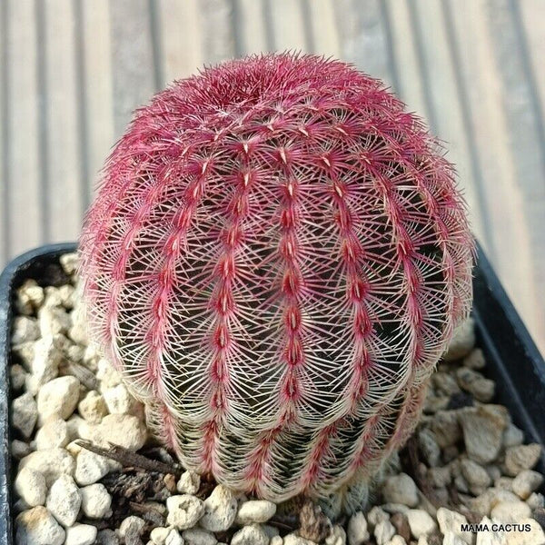 ECHINOCEREUS RIGIDISSIMUS RUBRISPINUS