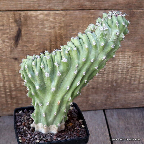 LOPHOCEREUS SCHOTTII CRESTED